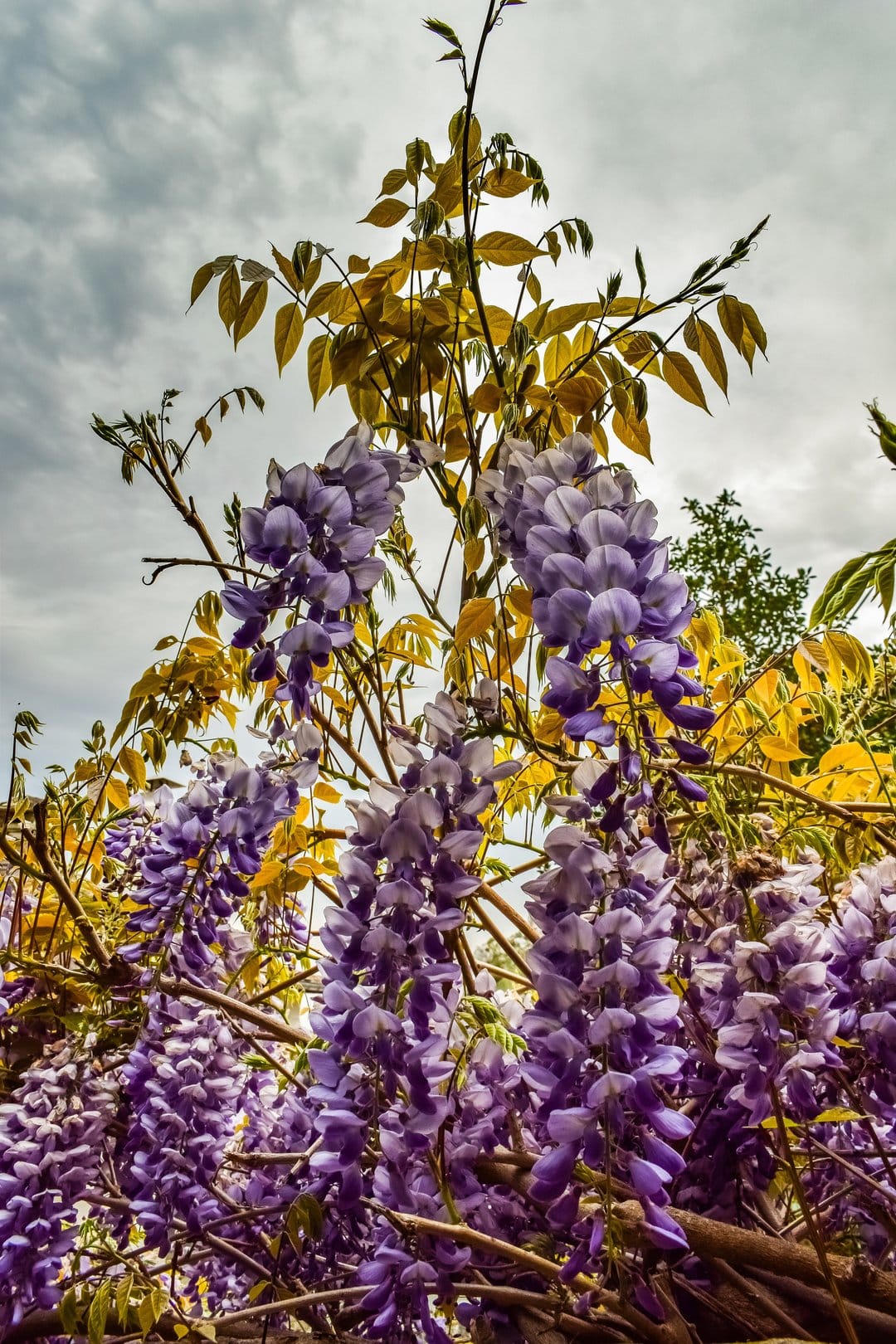 Purple wisteria clusters dangle from branches with green leaves against a soft, overcast cloudy sky.