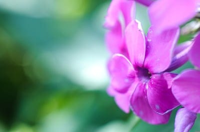 Pink phlox blossom macro showing detailed petal textures and a yellow center against a blurred garden backdrop.