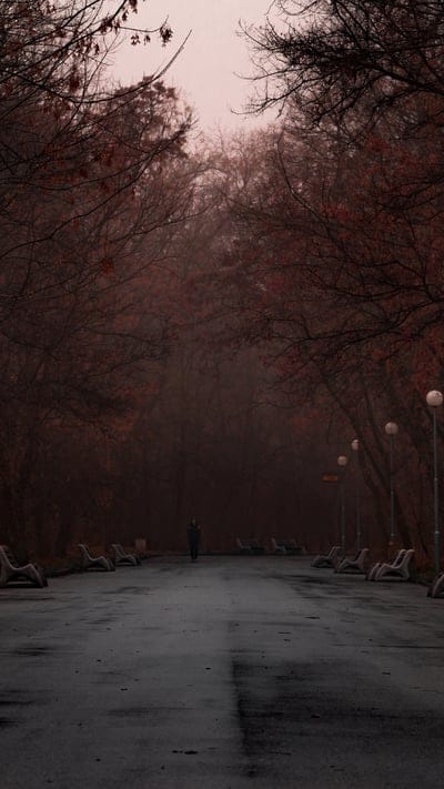 longwayinfallforest,longwayindarkforest,fallforest,longwayinforest,darkforest,forestatnight,nature 